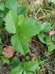 Fragaria viridis