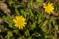 Crepidinae