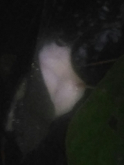 Rhacophorus malabaricus