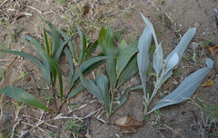 Acacia holosericea × spirorbis