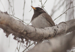 Turdus atrogularis