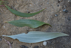 Acacia holosericea × spirorbis