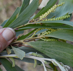 Acacia holosericea × spirorbis