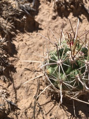 Sclerocactus cloverae