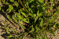 Crepidinae