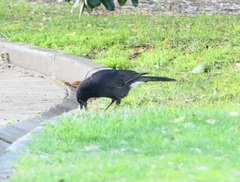 Strepera versicolor arguta