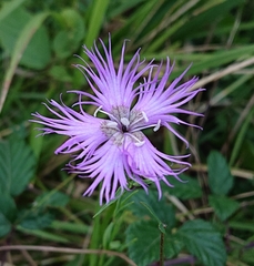 Dianthus hyssopifolius