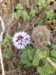 Mentha aquatica