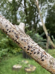 Jackrogersella multiformis