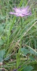 Dianthus hyssopifolius