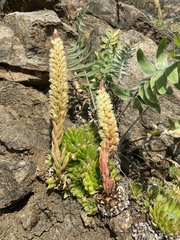 Orostachys spinosa