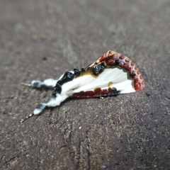 Eudryas unio