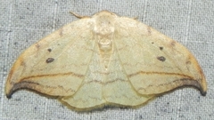 Drepana arcuata