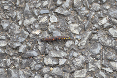 Theretra oldenlandiae