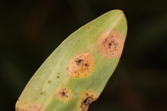 Tuberculina persicina