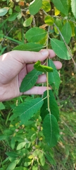 Salix cinerea