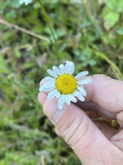 Leucanthemum vulgare