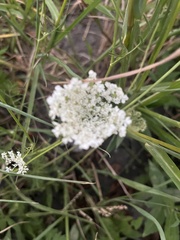 Daucus carota