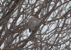 Emberiza leucocephalos