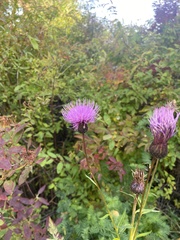 Cirsium serratuloides