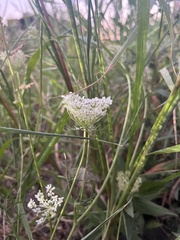 Daucus carota