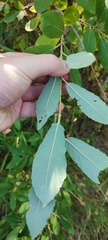 Salix cinerea