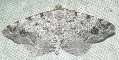 Macaria pinistrobata
