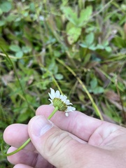 Leucanthemum vulgare