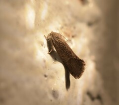 Acrolophinae