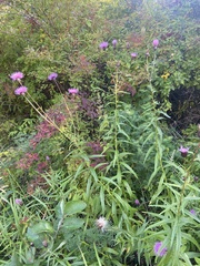 Cirsium serratuloides