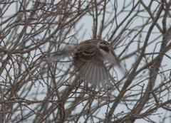 Emberiza leucocephalos