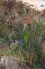Cyperus eragrostis