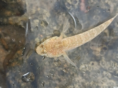 Gobius paganellus