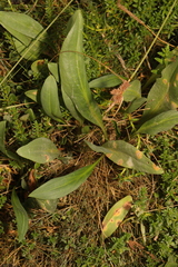 Tripolium pannonicum