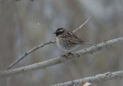 Prunella atrogularis
