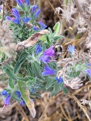 Bombus sylvarum