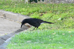 Strepera versicolor arguta