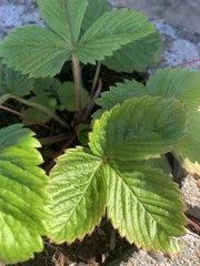 Fragaria vesca