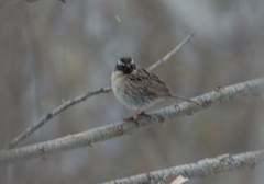 Prunella atrogularis