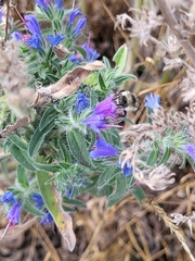 Bombus sylvarum