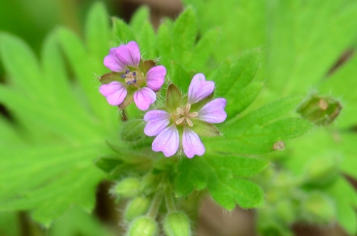 Smulkusis snaputis nuotrauka