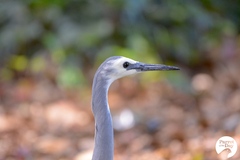 Egretta novaehollandiae