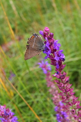 Satyrium spini