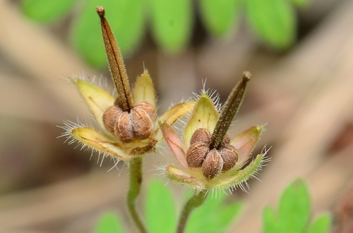 Smulkusis snaputis nuotrauka