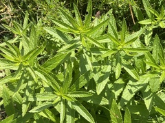 Cirsium serratuloides