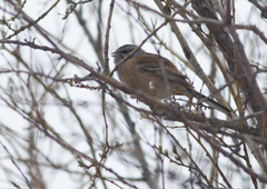 Emberiza godlewskii