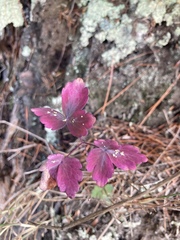Aquilegia canadensis