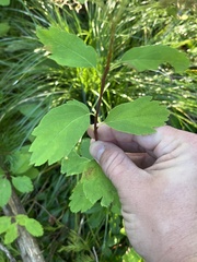 Spiraea betulifolia