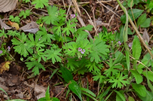 Smulkusis snaputis nuotrauka