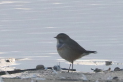Luscinia svecica